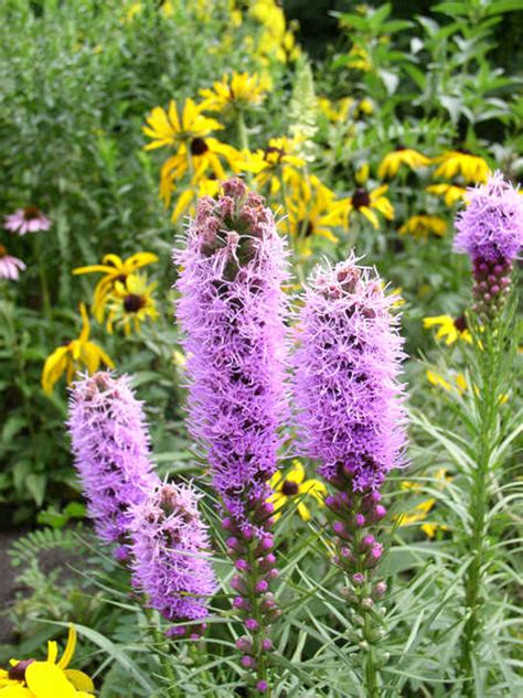 Dense Blazing Star: A Guide To Growing This Vibrant Wildflower