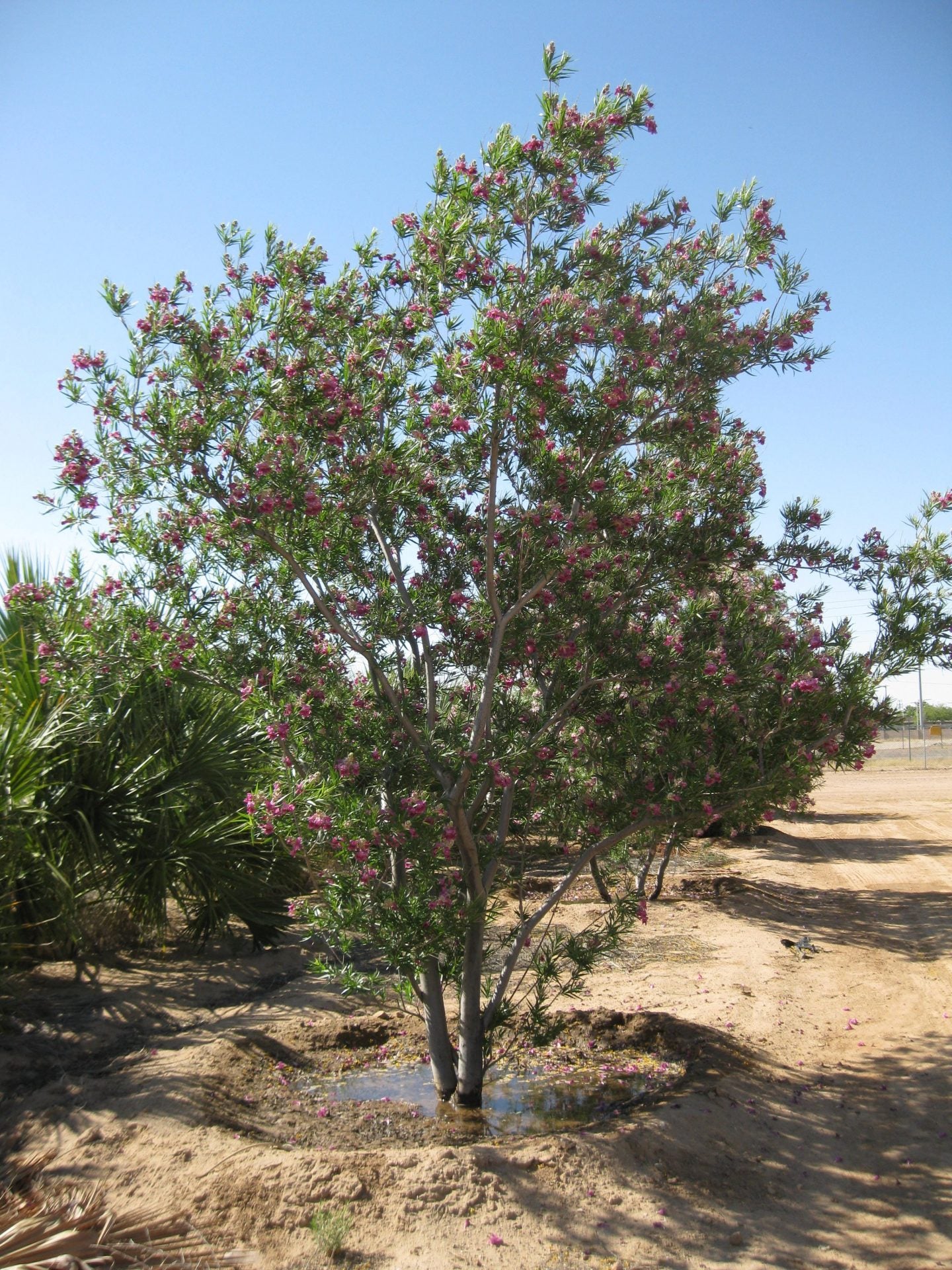 Desert Willow Tree