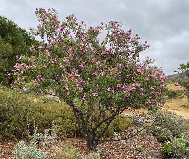 Desert Willow Trees Native Flowering Trees For The Desert Southwest