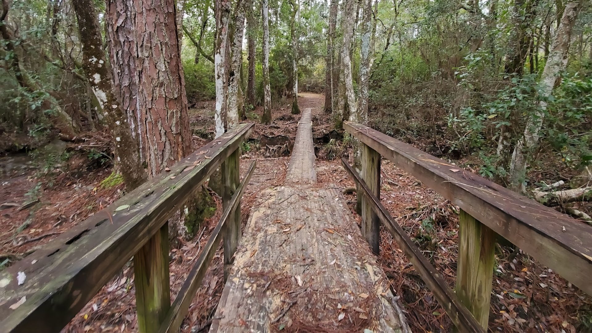 Desoto National Forest Visit Laurel Jones County Mississippi