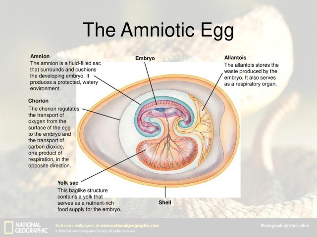 Diagram Of An Egg Exatin Info