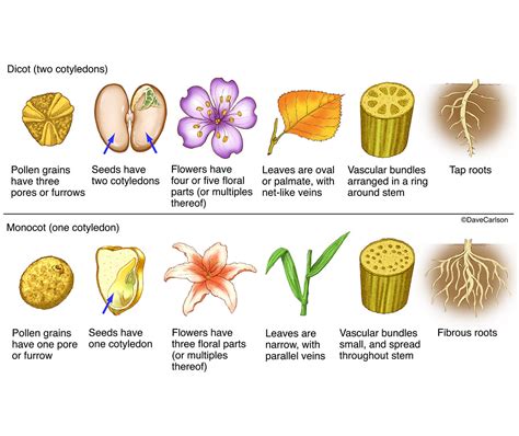 Difference Between Monocot And Dicot Plants Biology Plants Botany