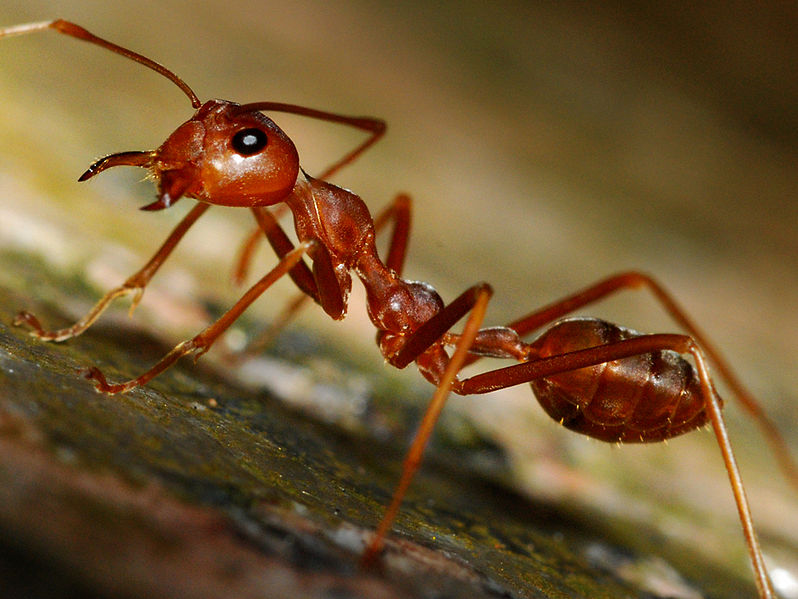 Difference Between Red Ants And Fire Ants Pediaa Com