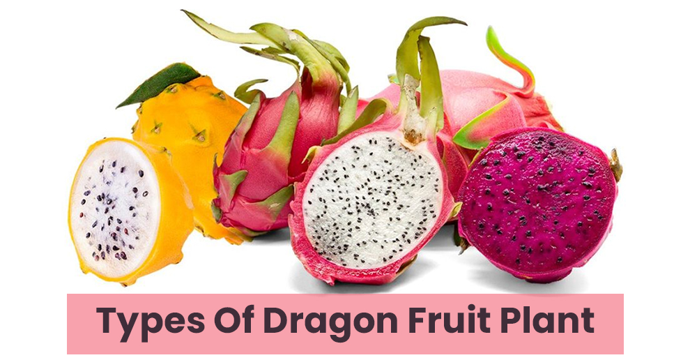 Different Kinds Of Dragon Fruit Plant Types Species Varieties