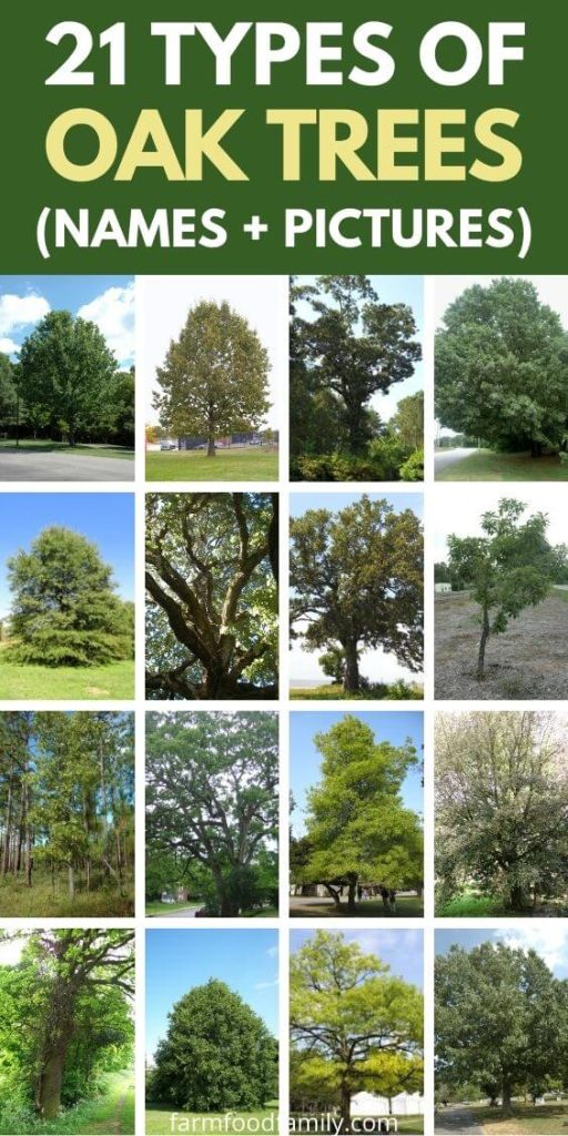 Different Oak Trees