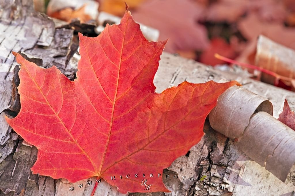 Download A Majestic Maple Leaf In Its Beautiful Red Fall Foliage