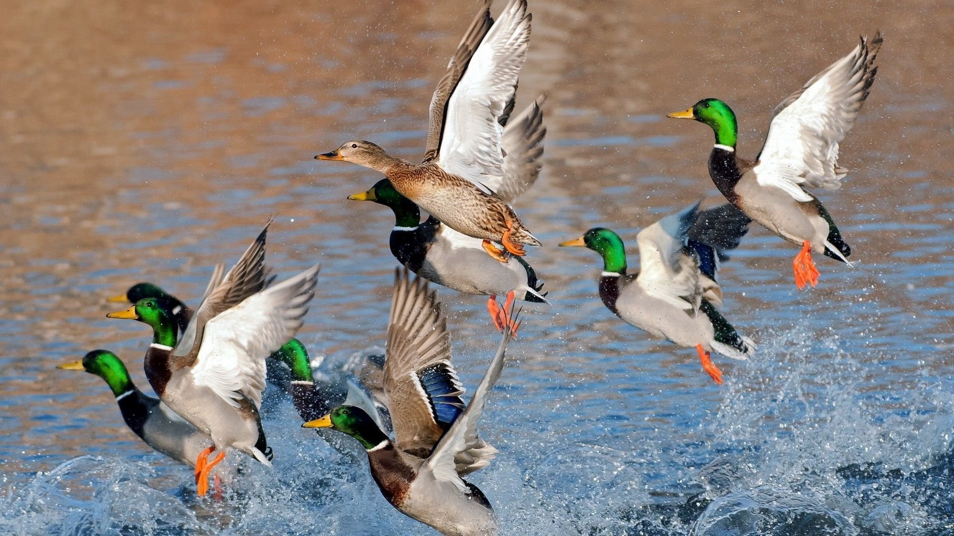 Ducks Flying Over Water