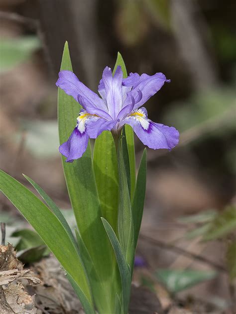 Dwarf Crested Iris: Uncover The Secrets To A Vibrant Garden