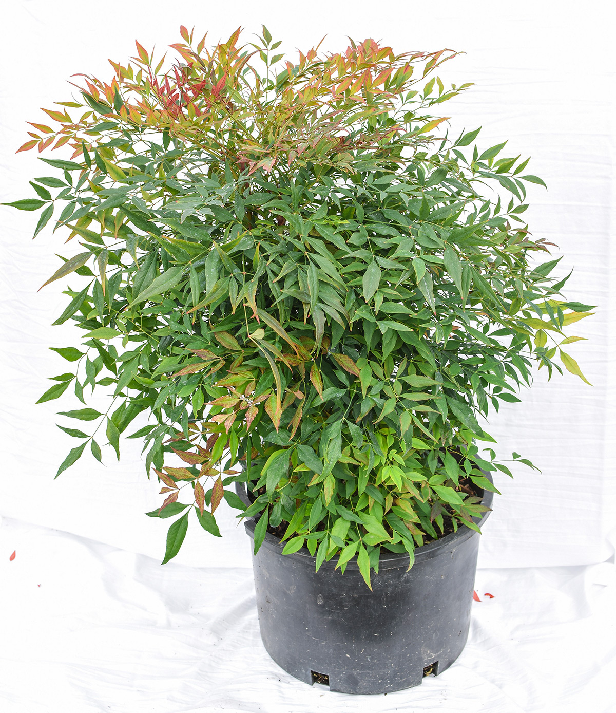 Dwarf Heavenly Bamboo Monrovia Dwarf Heavenly Bamboo Plants