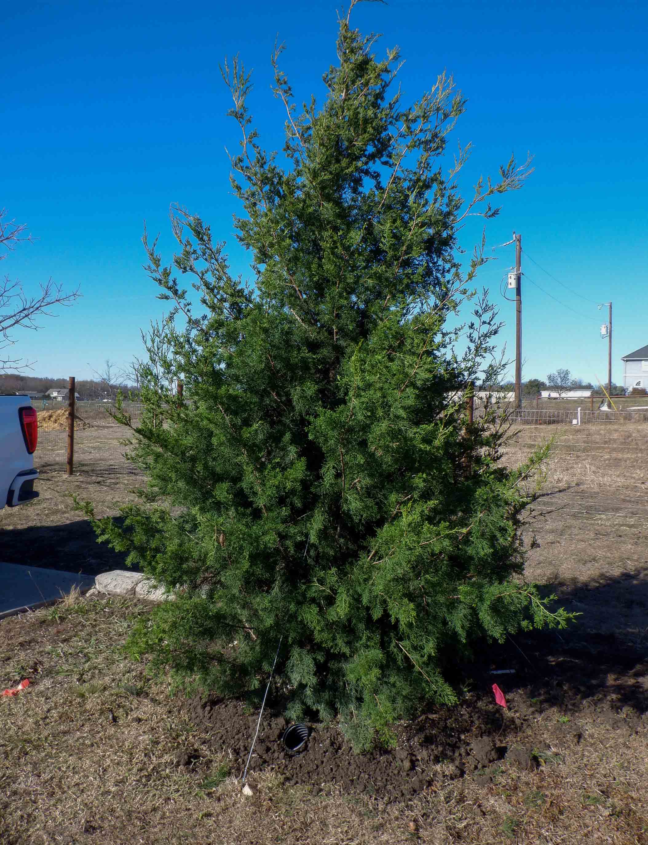 Eastern Red Cedar Tree Facts Identification Uses Pictures