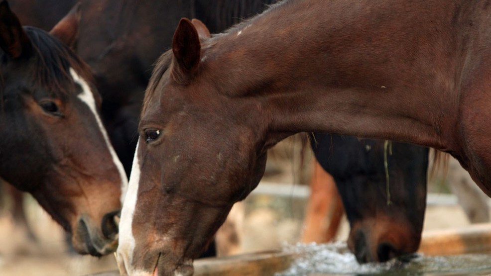 Equine Infectious Anemia: Protecting Your Horse's Health