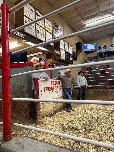 Eslm Spring Horse Sale Ericson Spalding Livestock Market 31 May 2025