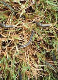 Fall Armyworm Alert Protect Your Lawn The Mill