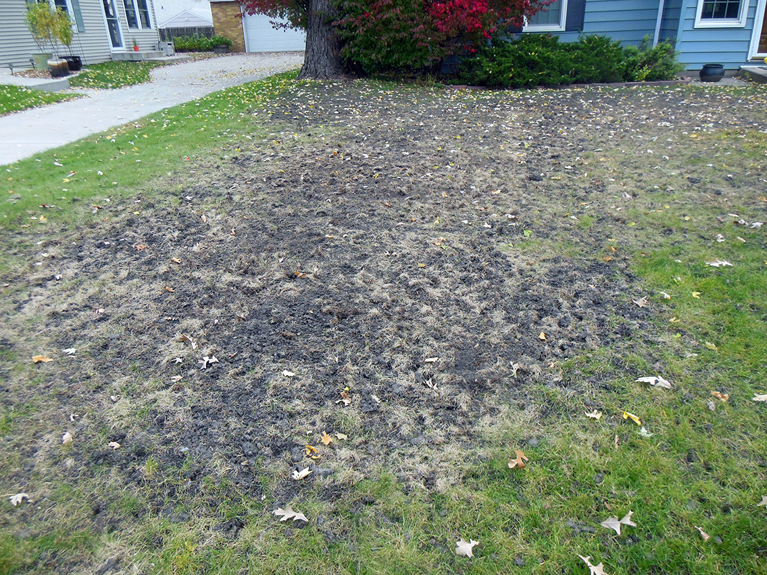 Fall Turf Grass Problems Grubs Might Be The Culprit The Drummer And