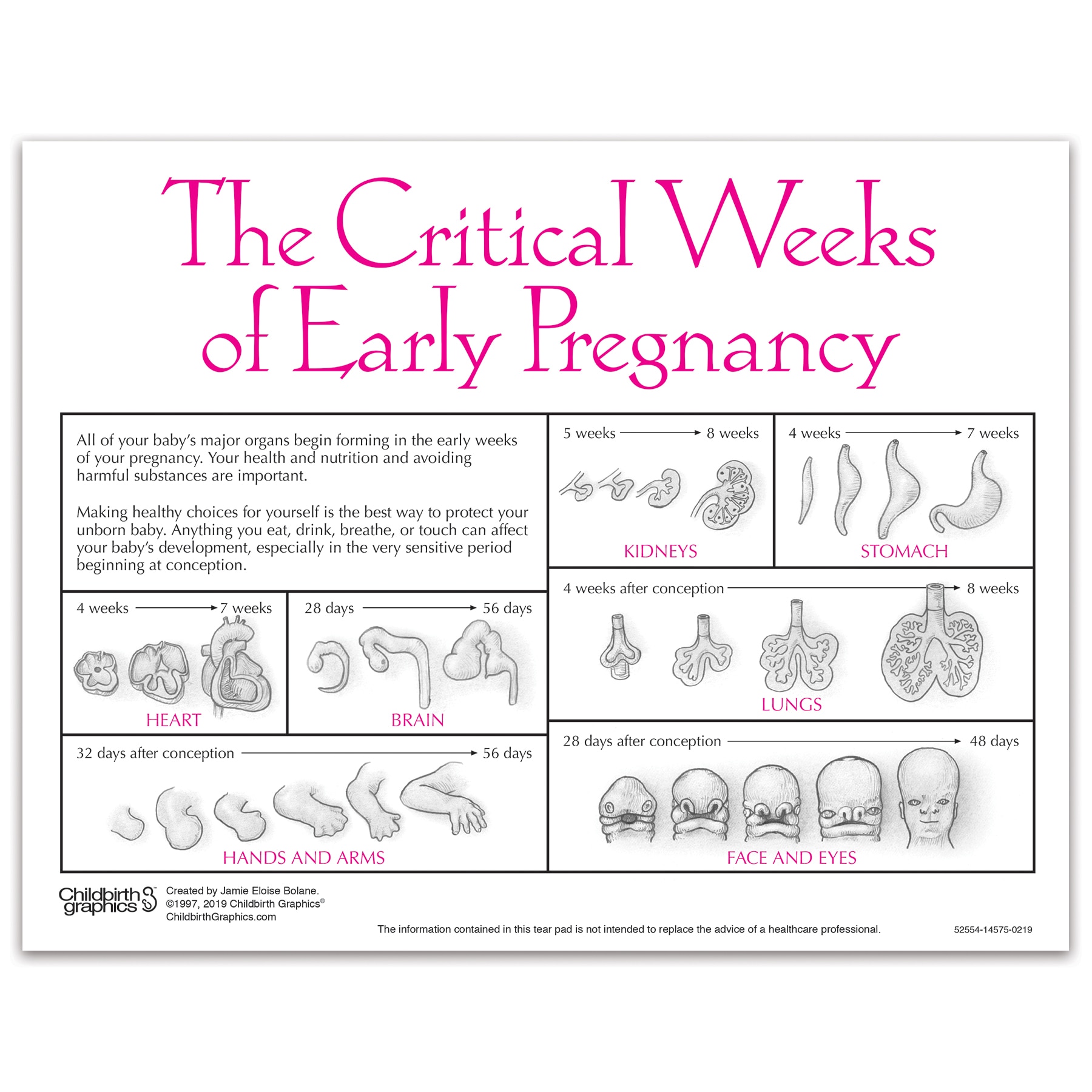 Fetal Development In Pregnancy Tear Pad Childbirth Graphics