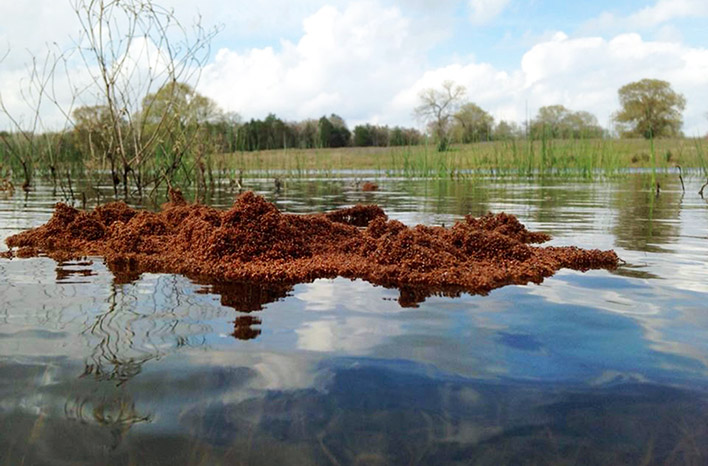 Fire Ant Control Identification Behavior And Management Joe Gardener