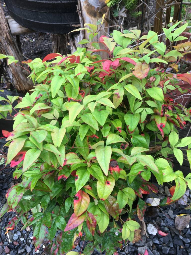 Firepower Dwarf Nandina Heavenly Bamboo Live Plant 3 Etsy