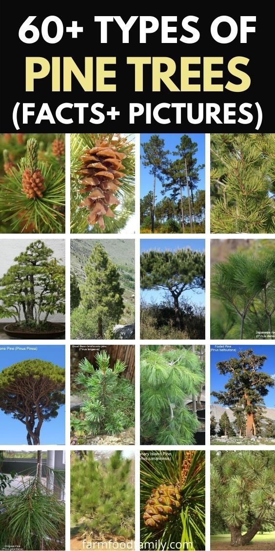 Florida Pine Trees Identification Milagro Whittington