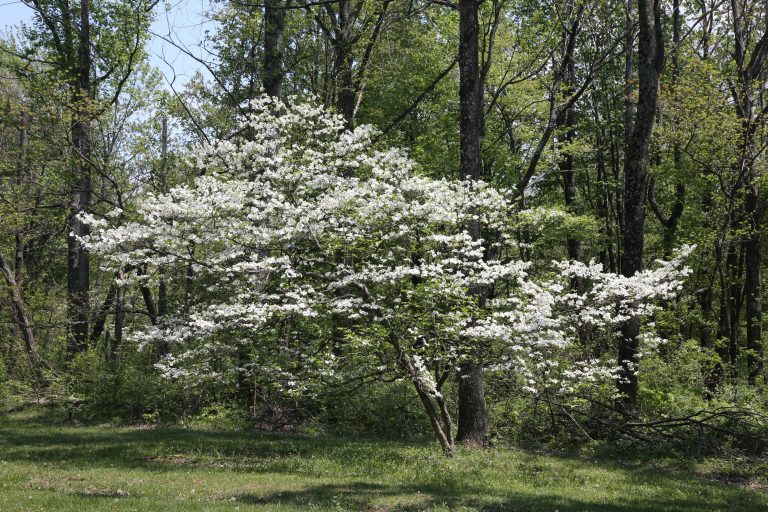 Flowering White Dogwood