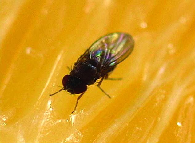 Fruit Fly Larvae