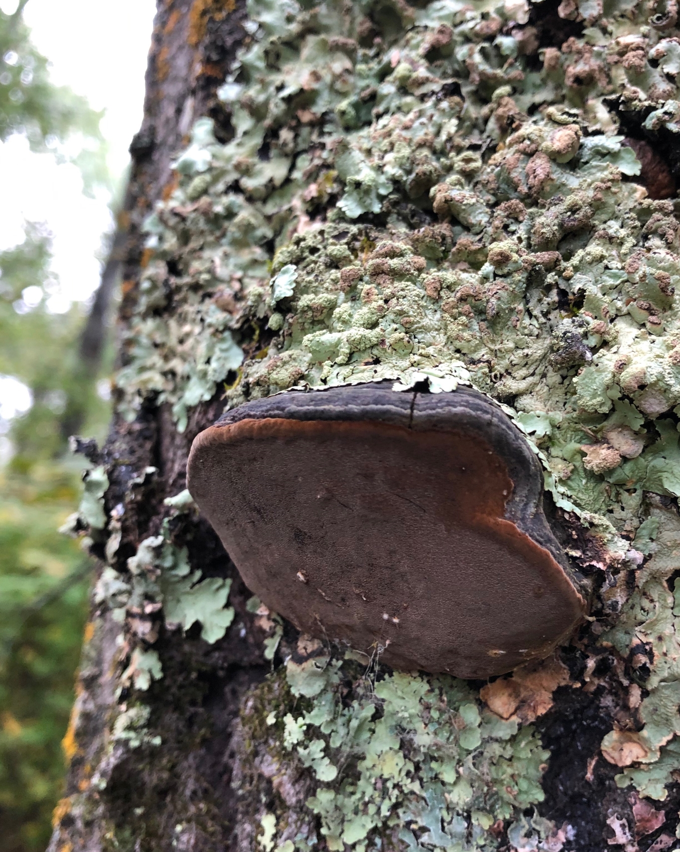 Fungus On Trees