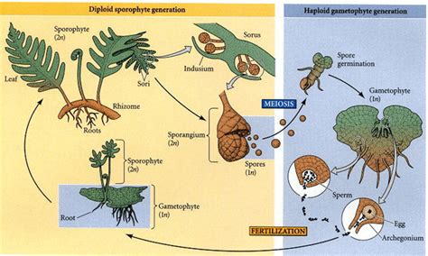 Gametophyte And Sporophyte: Unraveling The Life Cycle's Secrets