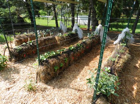 Gardening In Straw Garden Housecalls