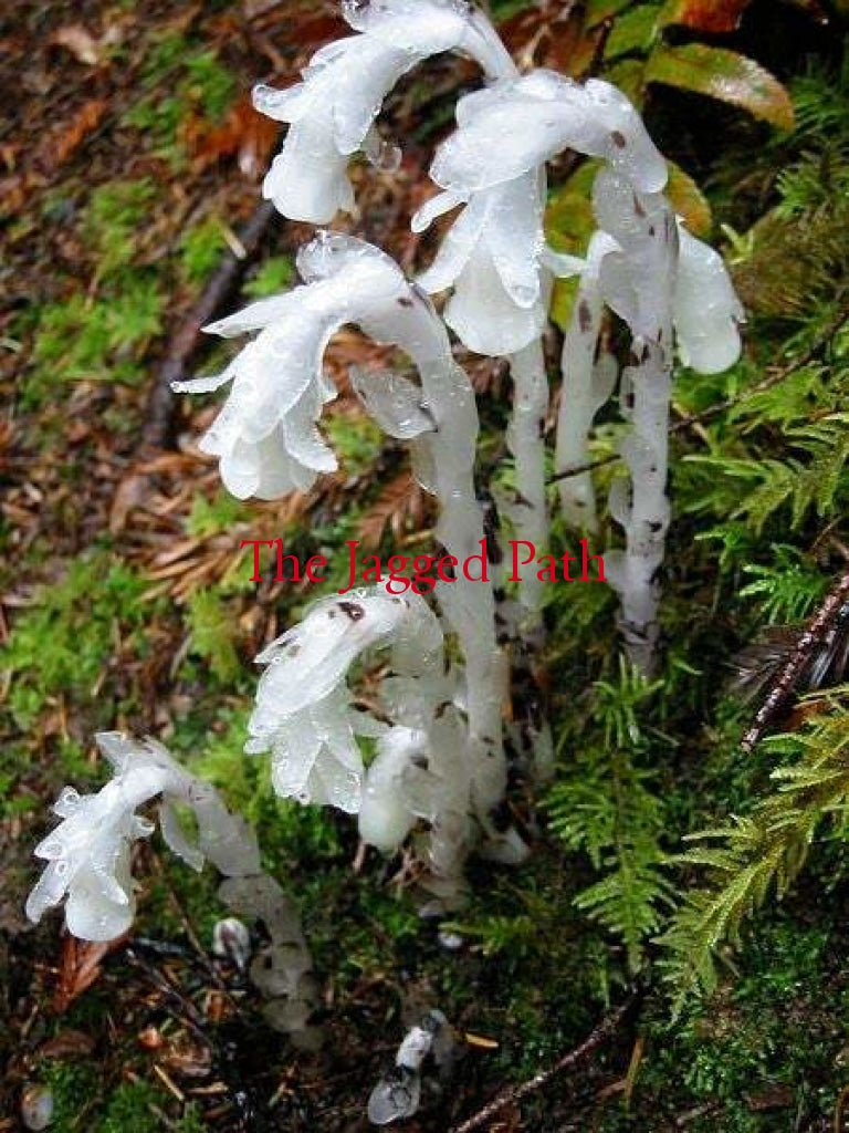 Ghost Pipe Monotropa Uniflora Flower Leaf Uses Picturethis