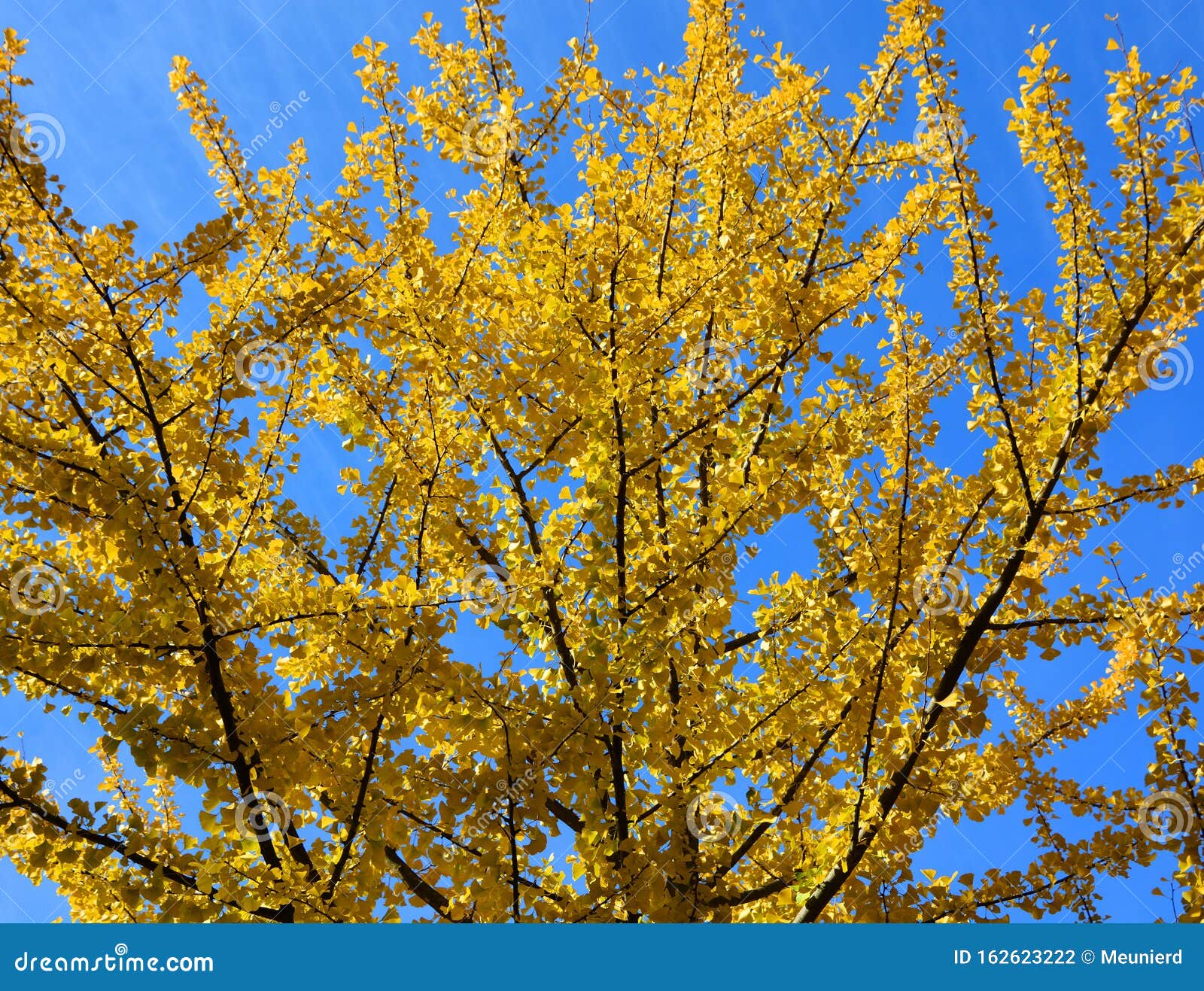 Ginkgo Biloba 15 Fall Ginkgo Biloba Tree Gingko Hgtv Garden Garden