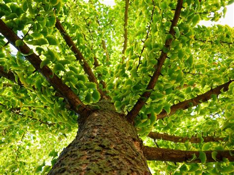 Ginkgo Biloba Benefits Tips For Growing Ginkgo Trees