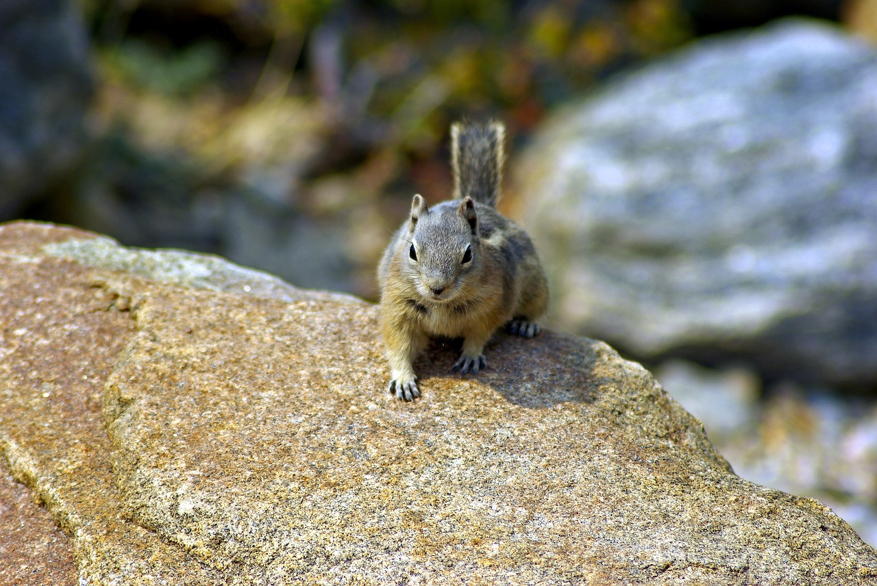 Golden Mantled Ground Squirrel Callospermophilus Lateralis Wildlife