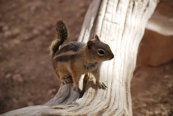 Golden Mantled Ground Squirrel Stock Image Image Of Wildlife Rodent