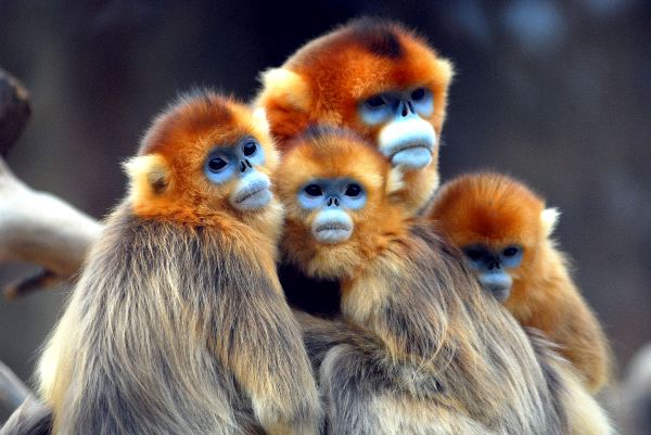 Golden Snub Nosed Monkeys Rhinopithecus Roxellana Roxellana Joel