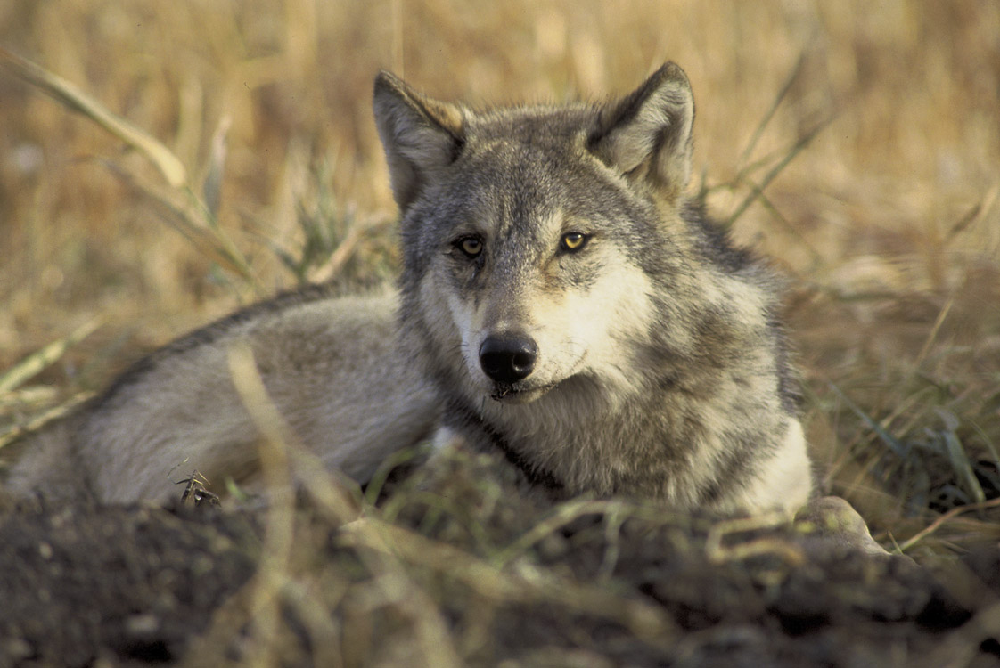 Gray Wolf Identification Western Wildlife Outreach