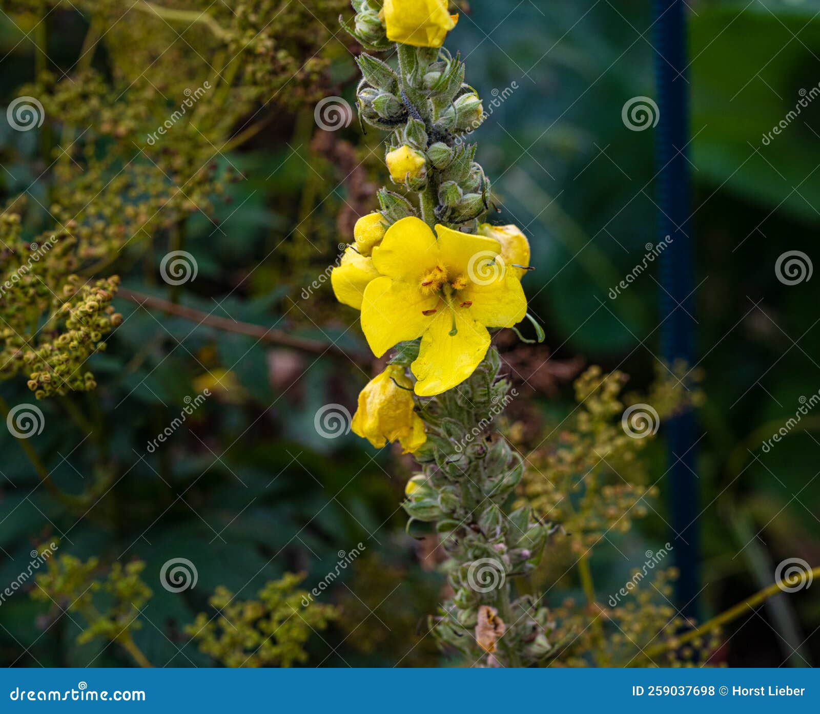 Great Mullein Or Aaron S Rod Verbascum Thapsus Close Up Of The Tall