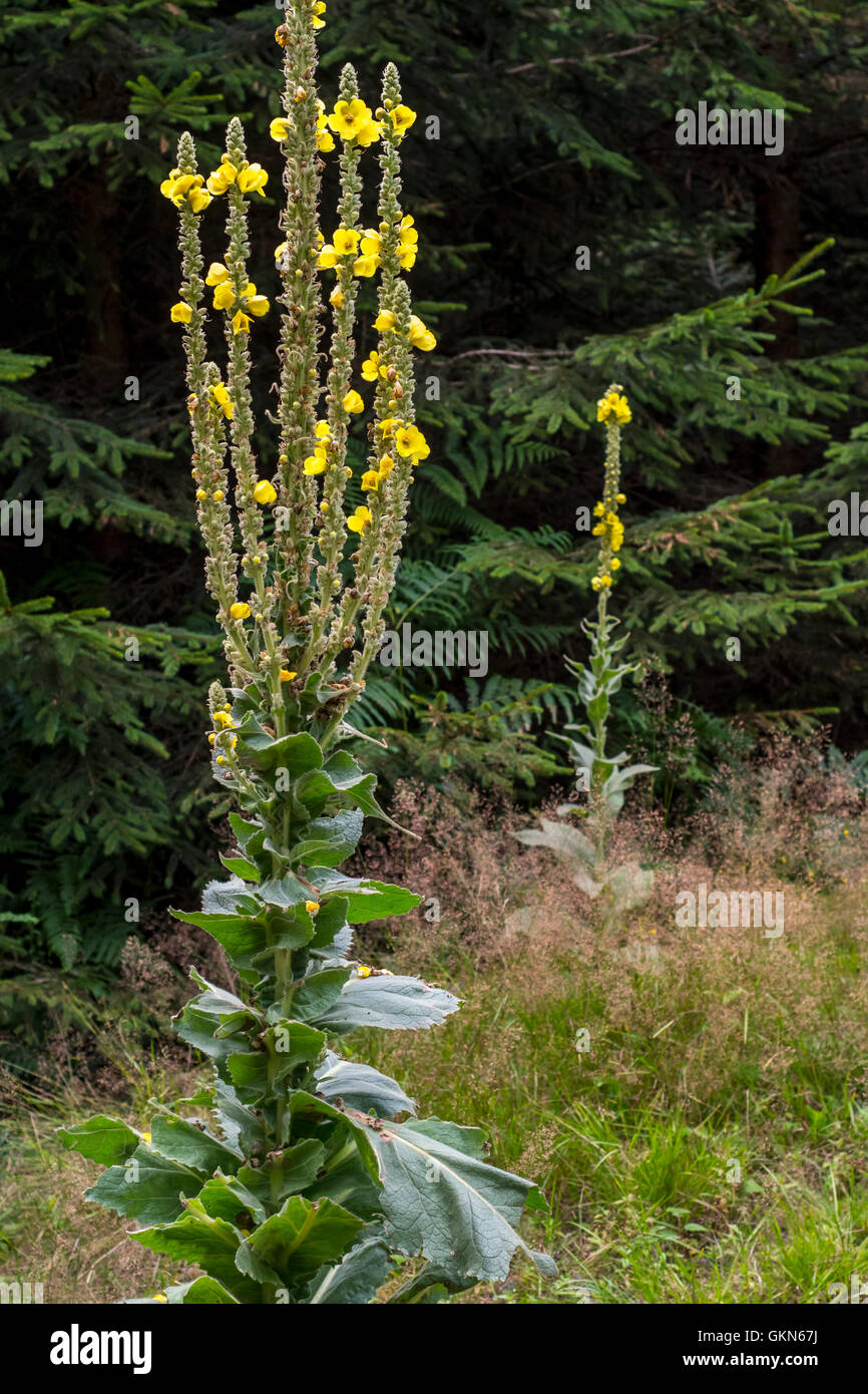 Great Mullein Verbascum Thapsus Flower Stock Photo Image Of Mullein