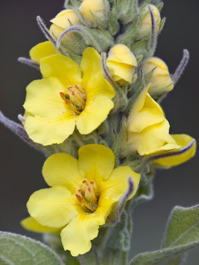 Great Mullein Verbascum Thapsus Photograph By Adrian Bicker Fine