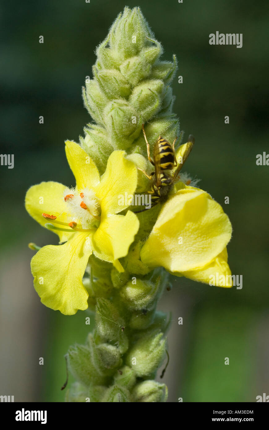 Great Mullein Verbascum Thapsus Stock Photo Alamy