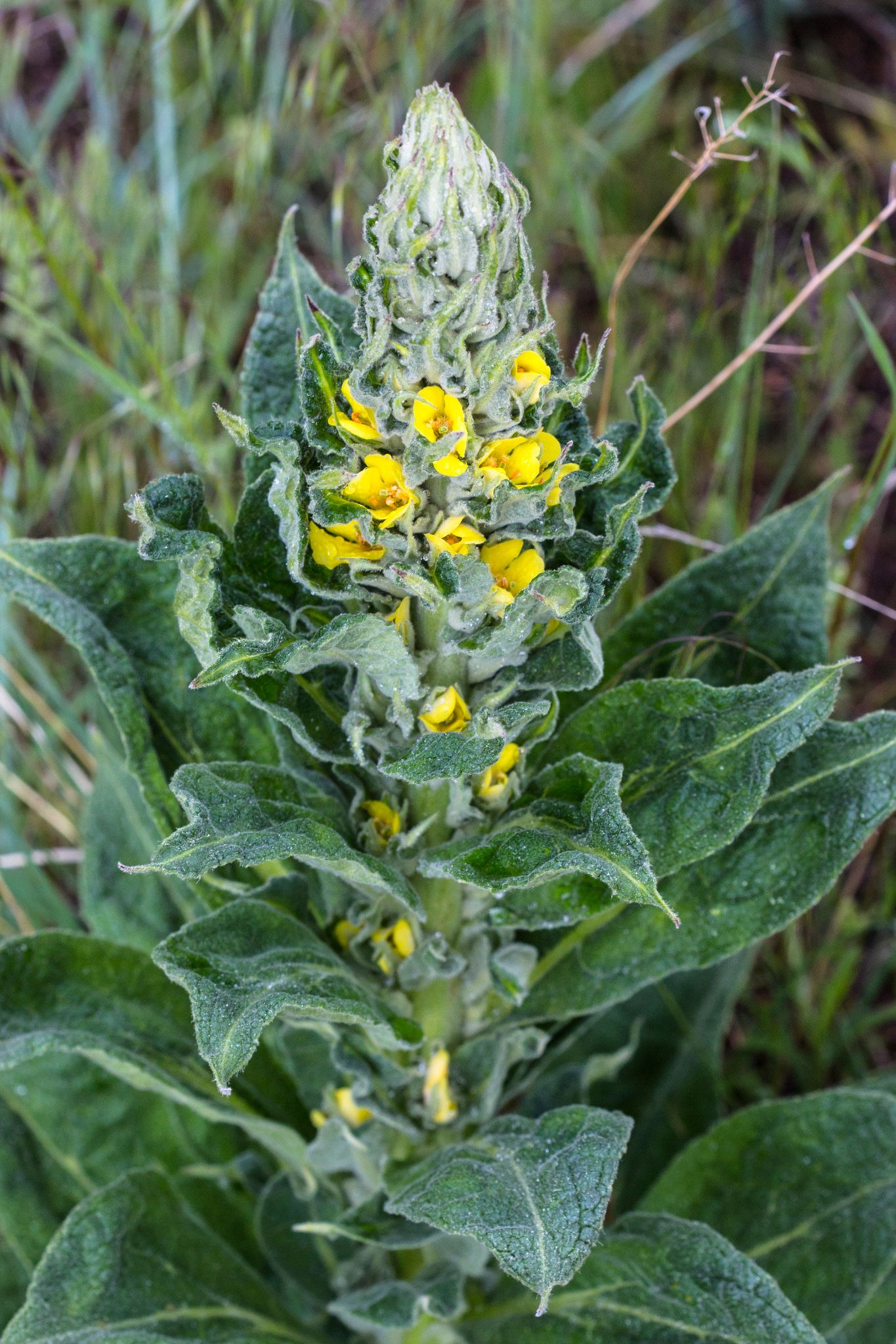 Great Mullein Verbascum Thapsus Tyne Andrew Curtis Geograph