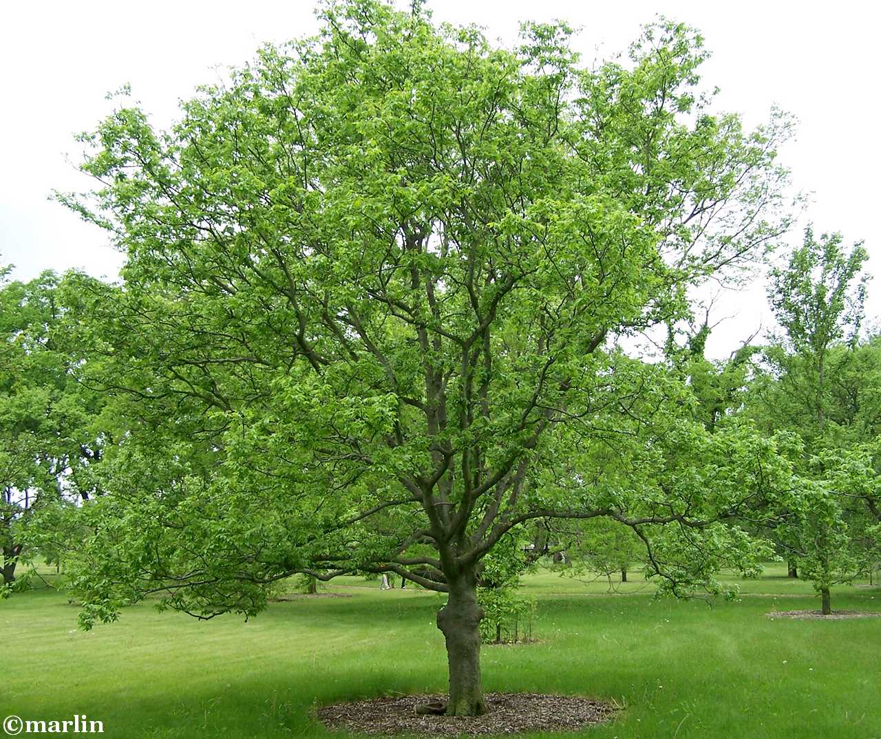 Hackberry Tree Seed