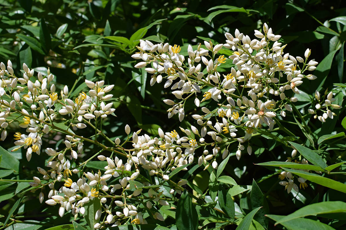 Heavenly Bamboo Care How To Grow Heavenly Bamboo Plants