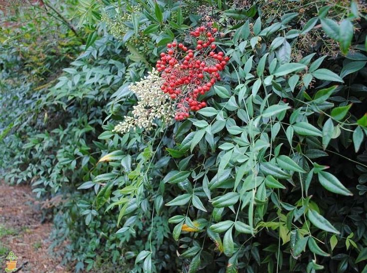 Heavenly Bamboo Nandina Evergreen Color Plantingtree