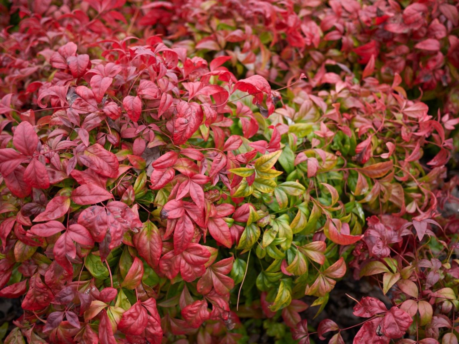 Heavenly Bamboo Plant: A Guide To Growing And Caring For This Stunning Ornamental