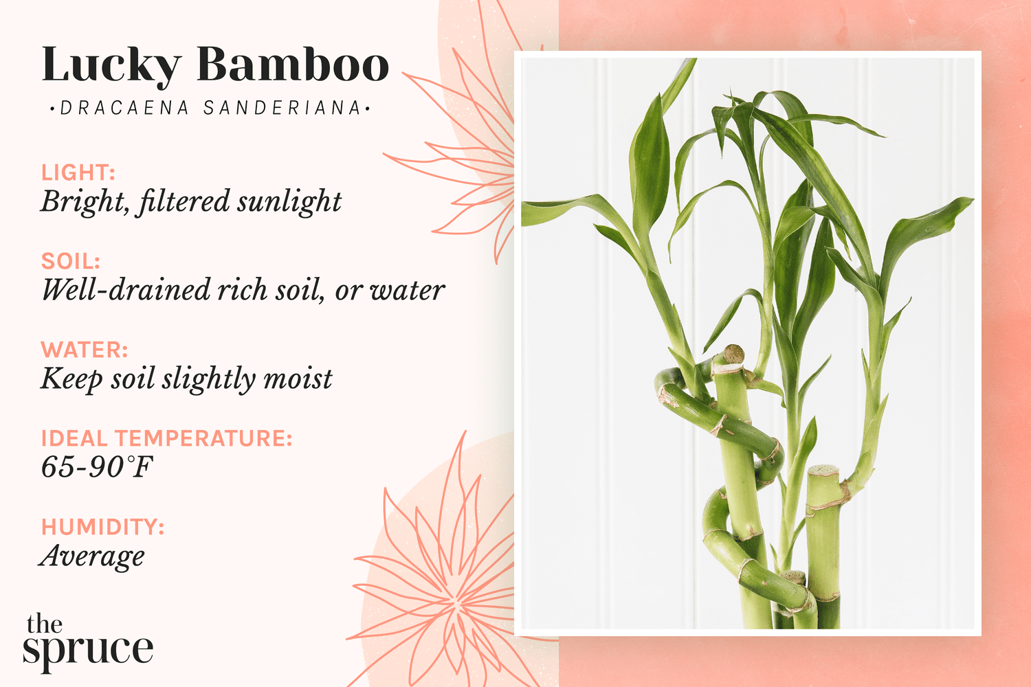 Heavenly Bamboo Plant Care Growing Guide