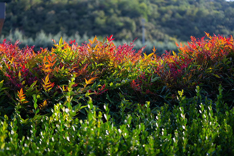 Heavenly Bamboo Plants Guzman S Garden Centers