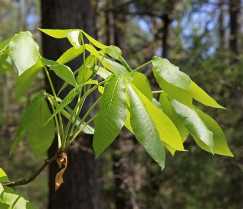 Hickory Tree Leaves: A Comprehensive Guide To Identification And Care