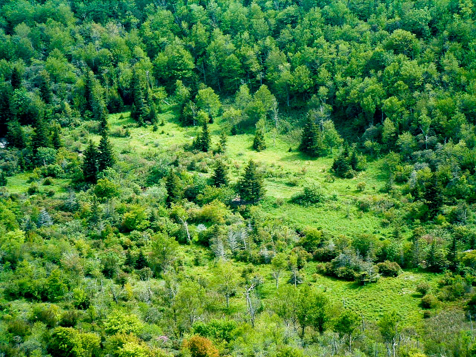 Hike Black Balsam Knob In Pisgah National Forest Stav Is Lost