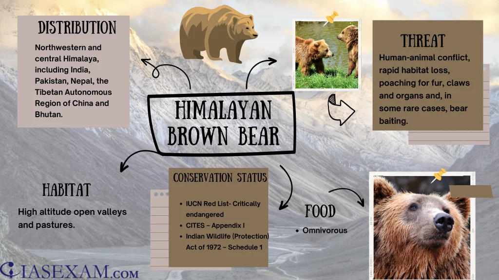 Himalayan Brown Bear: A Comprehensive Guide To Understanding And Respecting This Majestic Predator