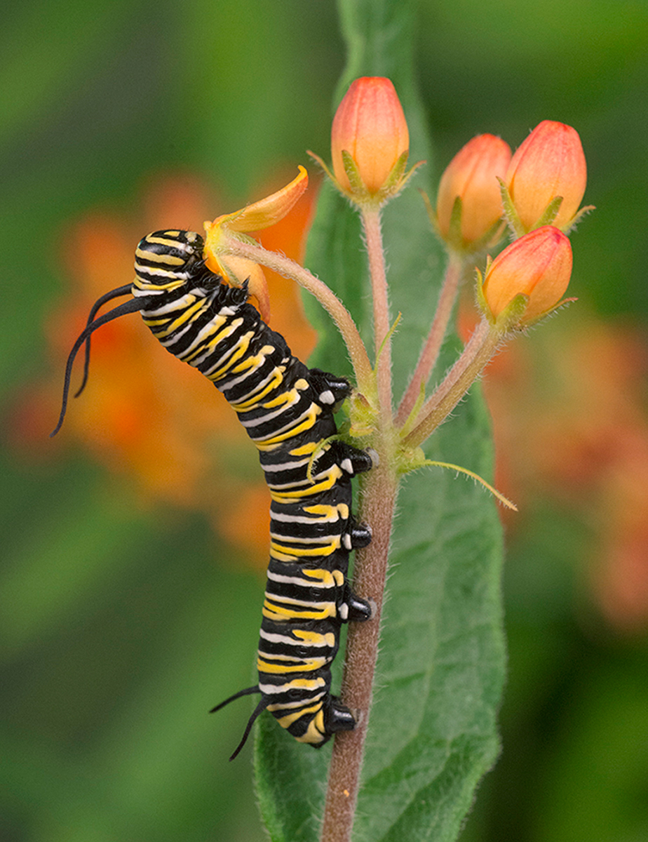 Host And Nectar Plants Alabama Butterfly Atlas