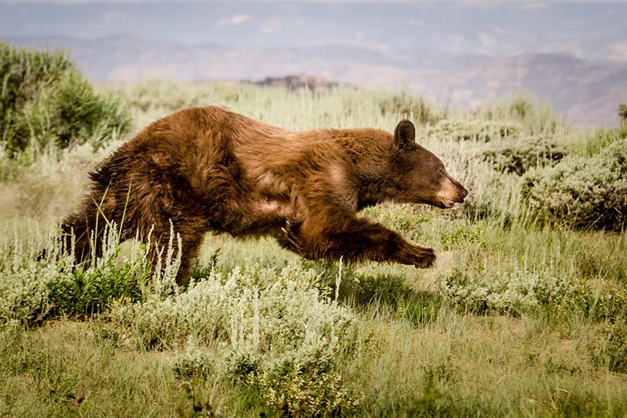 How Do You Stay Safe Recreating Living In Bear Country Here Are 7 Tips